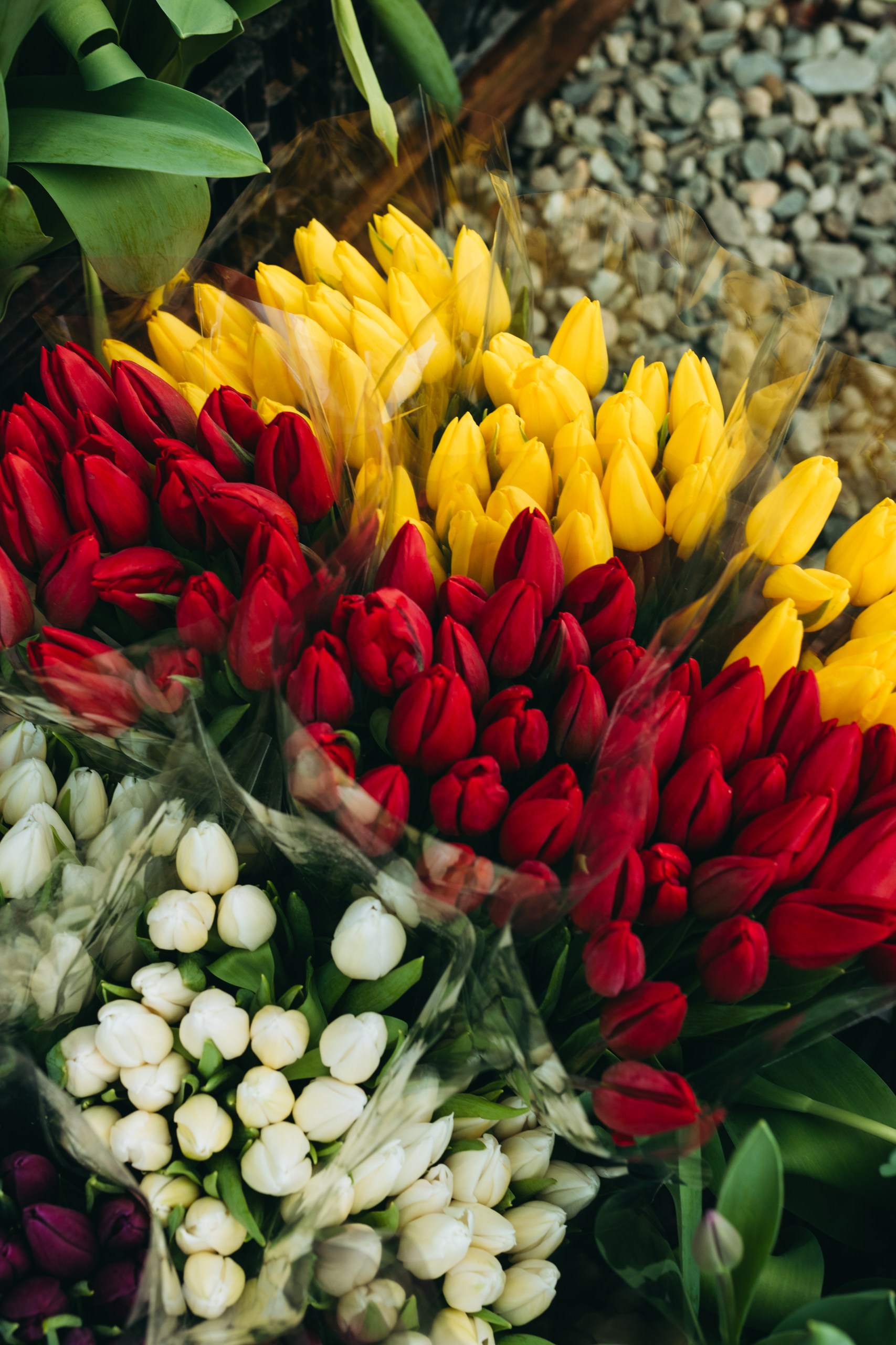 photo-tulips-web-my-tulip-ru (10)