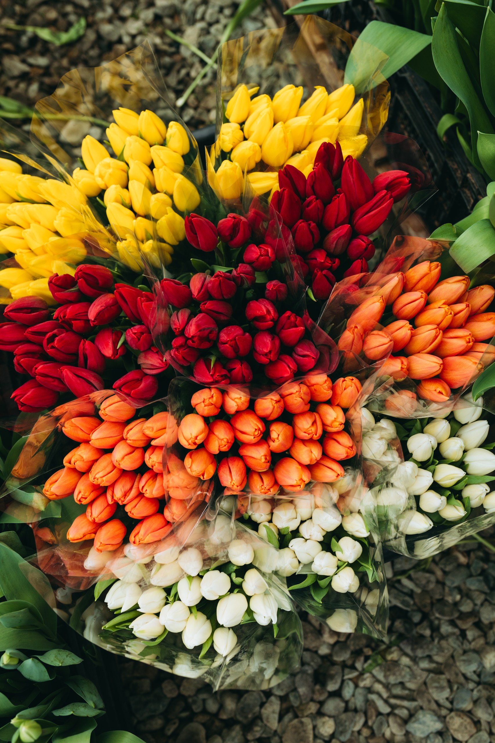 photo-tulips-web-my-tulip-ru (13)