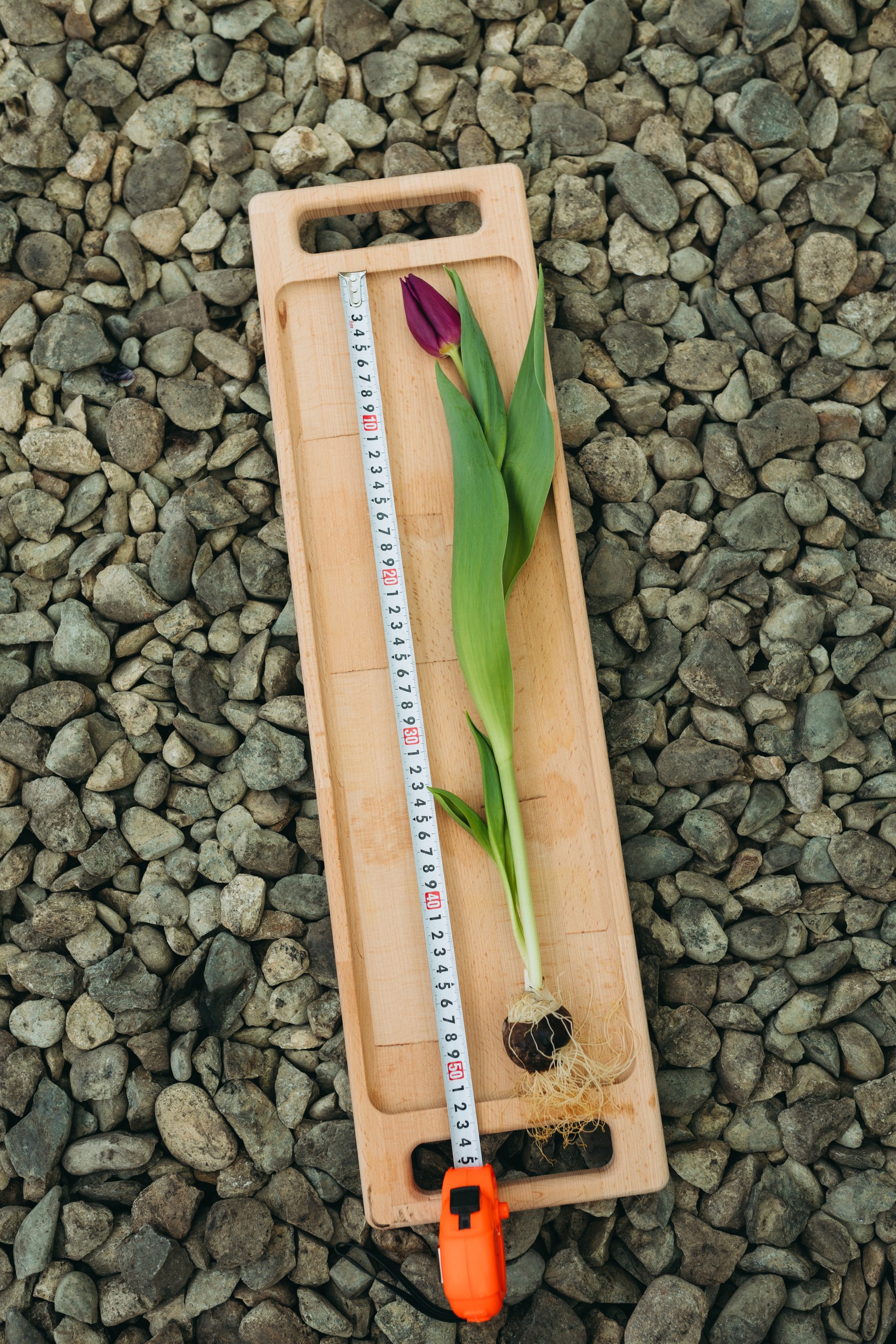 photo-tulips-web-my-tulip-ru (4)